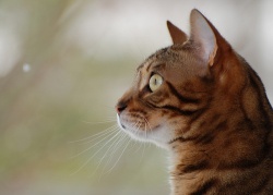 Стерилизация кошек