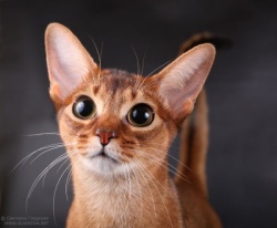 Кастрация кота